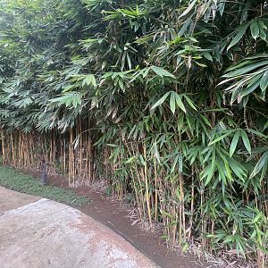 bamboo forest entrance - aviary park