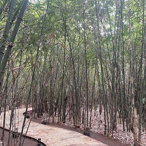 bamboo forest walkthrough - aviary park