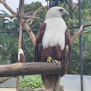brahminy kite (haliastur indus) (1) - aviary park