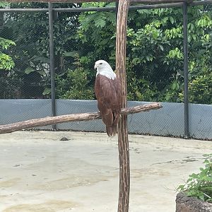 brahminy kite (haliastur indus) (2) - aviary park