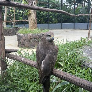 black kite (milvus migrans) - aviary park