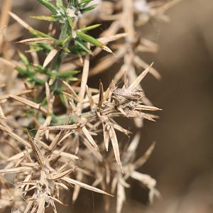 Gorse Pod Moth (Cydia succedana), Pencarrow Coast Road (Lower Hutt, Wellington)