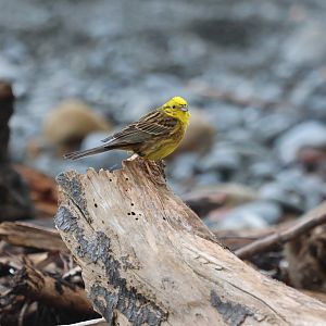 Yellowhammer (Emberiza citrinella caliginosa) male, Pencarrow Coast Road (Lower Hutt, Wellington)