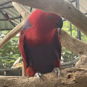 parrot paradise - papuan electus (eclectus polychloros) - aviary park