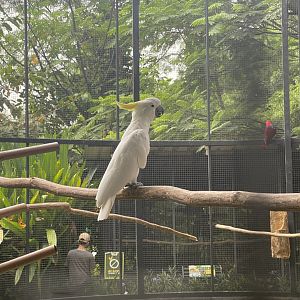 parrot paradise - sulphur-crested cockatoo (cacatua galerita) - aviary park