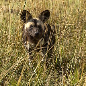 African wild dog : Whipsnade : 01 Aug 2025