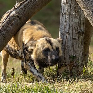 African wild dog : Whipsnade : 01 Aug 2025