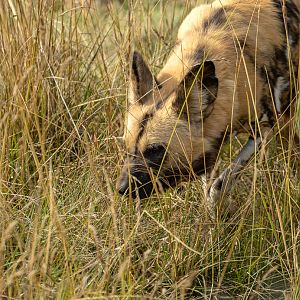 African wild dog : Whipsnade : 01 Aug 2025