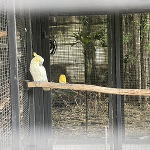 parrot paradise - yellow-crested cockatoo (cacatua sulphurea) - aviary park