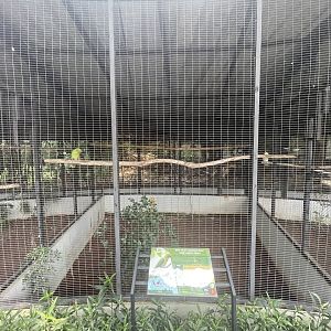 parrot paradise - azure-rumped parrot aviary - aviary park