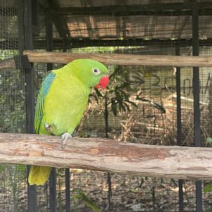parrot paradise - azure-rumped parrot (tanygnathus sumatranus) - aviary park