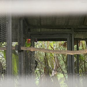 parrot paradise - ornate lorikeet (saudareos ornata) - aviary park
