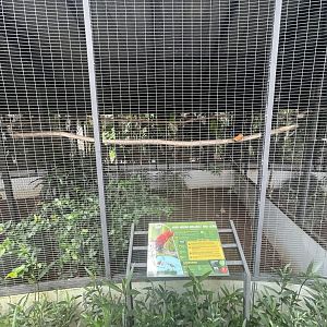 parrot paradise - red lory aviary - aviary park