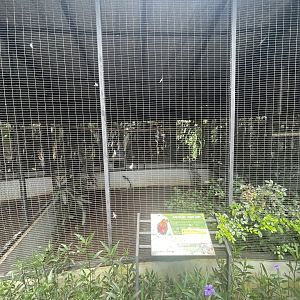 parrot paradise - dusky lory aviary - aviary park