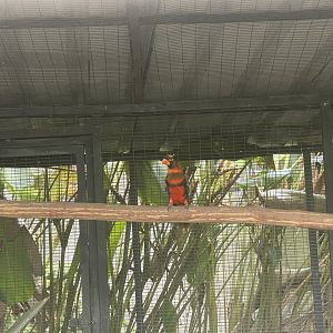 parrot paradise - dusky lory (pseudeos fuscata) - aviary park