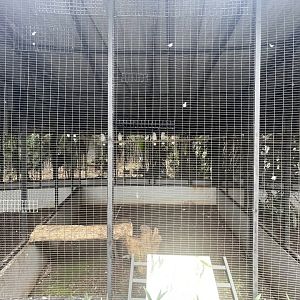 parrot paradise - tanimbar cockatoo aviary - aviary park