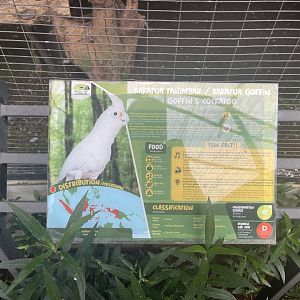 parrot paradise - tanimbar cockatoo signage - aviary park