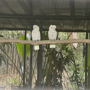 parrot paradise - tanimbar cockatoo (cacatua goffiniana) (1) - aviary park