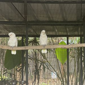 parrot paradise - tanimbar cockatoo (cacatua goffiniana) (2) - aviary park