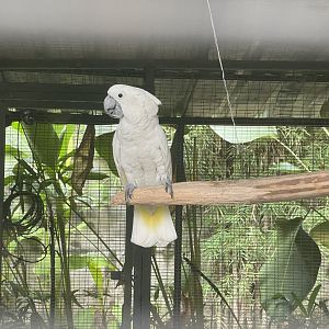 parrot paradise - white cockatoo (cacatua alba) - aviary park