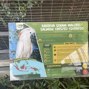 parrot paradise - salmon-crested cockatoo signage - aviary park