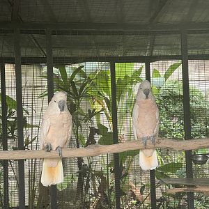 parrot paradise - salmon-crested cockatoo (cacatua moluccensis) - aviary park