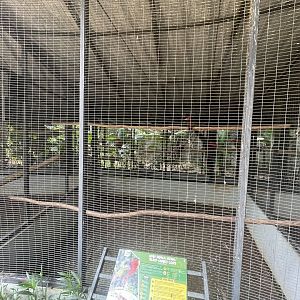 parrot paradise - black-capped lory aviary - aviary park