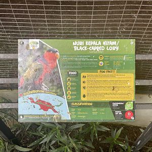 parrot paradise - black-capped lory signage - aviary park