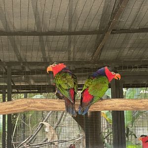 parrot paradise - black-capped lory (lorius lory) - aviary park
