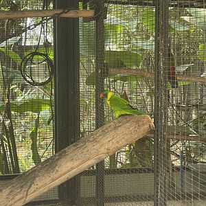 parrot paradise - marigold lorikeet (trichoglossus capistratus) - aviary park