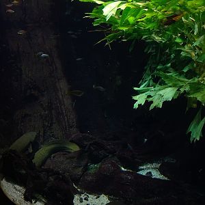 Gondwanaland: Tank for Australian lungfish and others (species list in comments)