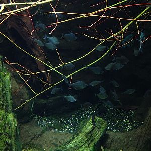 Gondwanaland: Tank for South-American lungfish etc (species list in comments)