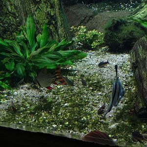 Gondwanaland: Tank for South-American lungfish etc (species list in comments)