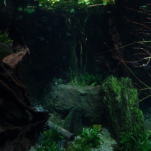 Gondwanaland: Tank for South-American lungfish etc (species list in comments)