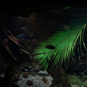Gondwanaland: Tank for African lungfish etc (species list in comments)
