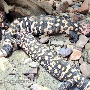Gila Monsters - Reptile Gardens