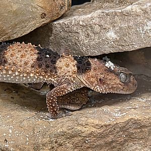Knob Tail Gecko - Reptile Gardens