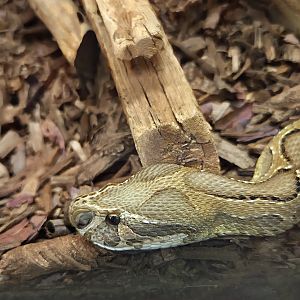 Russell's Viper - Reptile Gardens