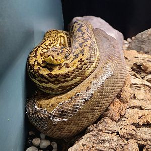 Timor Python - Reptile Gardens