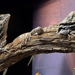 Frilled Lizards - Reptile Gardens