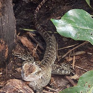 Australian Water Dragon - Reptile Gardens