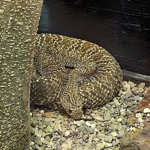 Uracoan Rattlesnake - Reptile Gardens