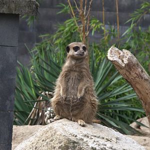 Meerkat (Suricata suricatta)
