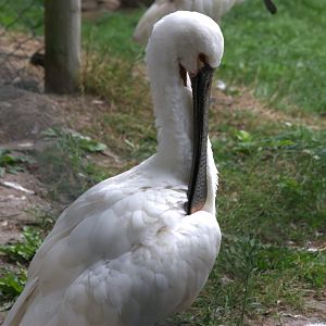 Eurasian Spoonbill (Platalea leucorodia)