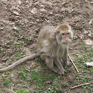 Crab-eating Macaque (Macaca fascicularis)