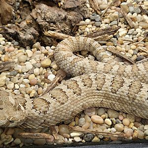 Grand Canyon Rattlesnake - July 2025