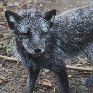 Arctic Fox (Alopex lagopus)