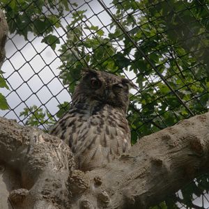 European Eagle-owl (Bubo bubo bubo)