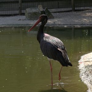 Black Stork (Ciconia nigra)
