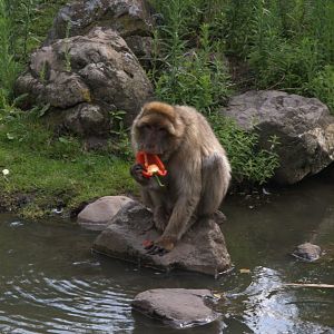 Barbary Macaque (Macaca sylvanus)